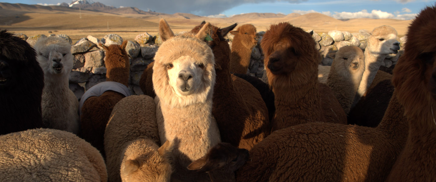 Alpaca National Day: Everything you need to know about Peru's treasure