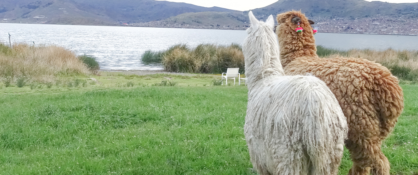 The world needs alpaca (and it comes from Peru)