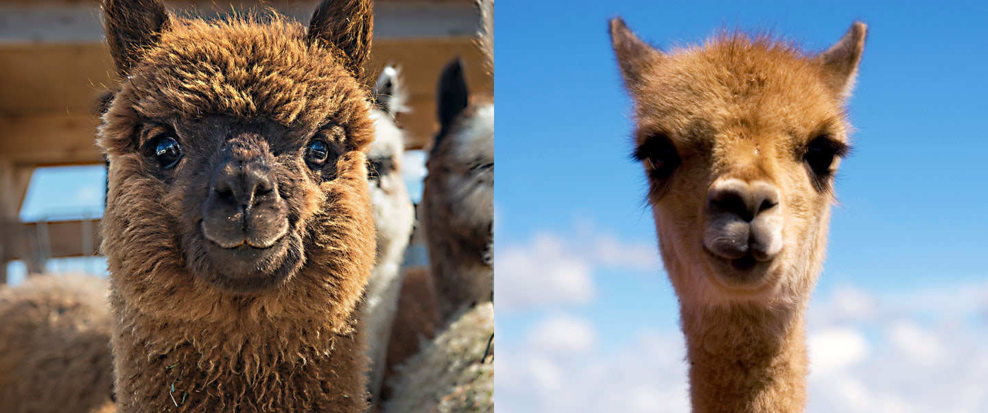 2024, the International Year of Camelids: Discover their infinite richness