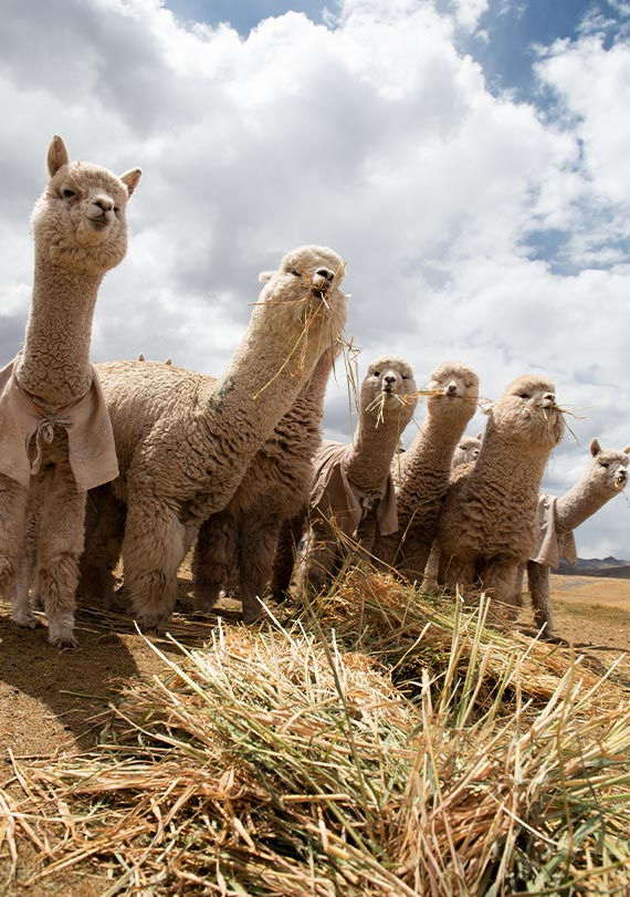 Desarrollo sostenible: lana de alpaca y otras fibras naturales se abren  paso en el mundo, Noticias