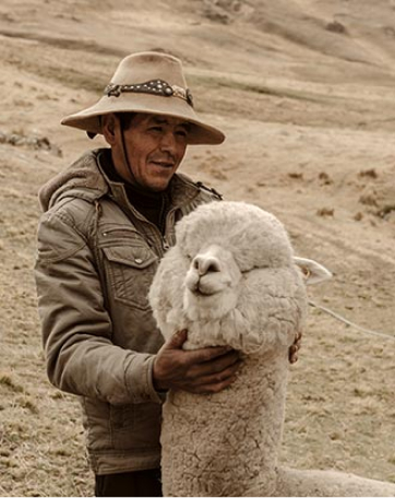 Alpaca del Perú