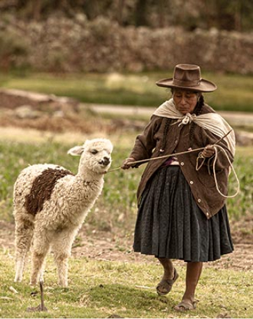 La alpaca, la lana de los dioses, a la conquista del mundo - PCNPost