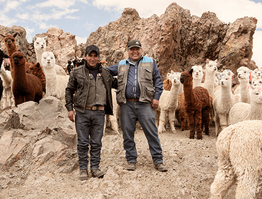 Alpaca del Perú