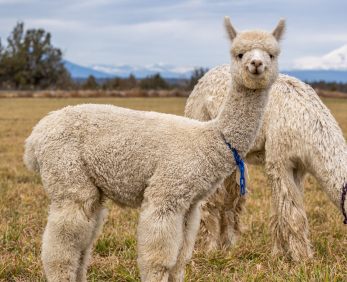 ALPACA Y ALGODÓN PERUANOS: ATRIBUTOS DE LA FIBRA DE ALPACA Y COMO CUIDAR  NUESTRAS PRENDAS HECHAS EN ALPACA