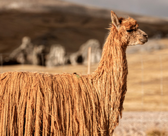 Suri Alpaca del Perú