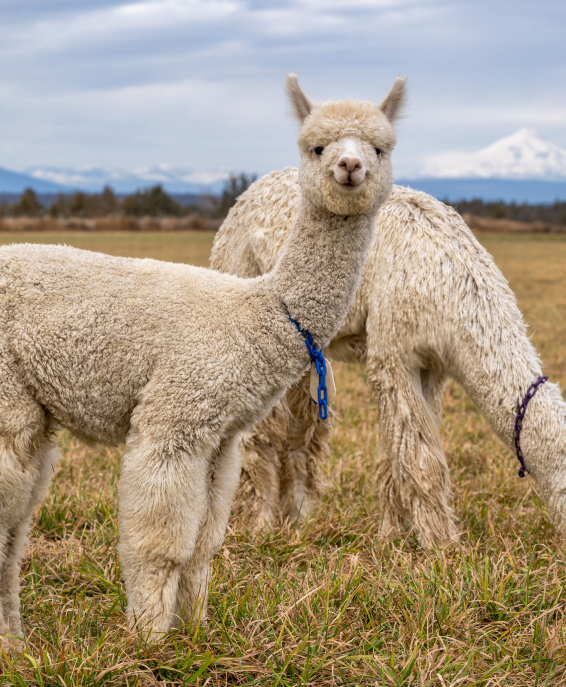 Huacaya Alpaca del Perú