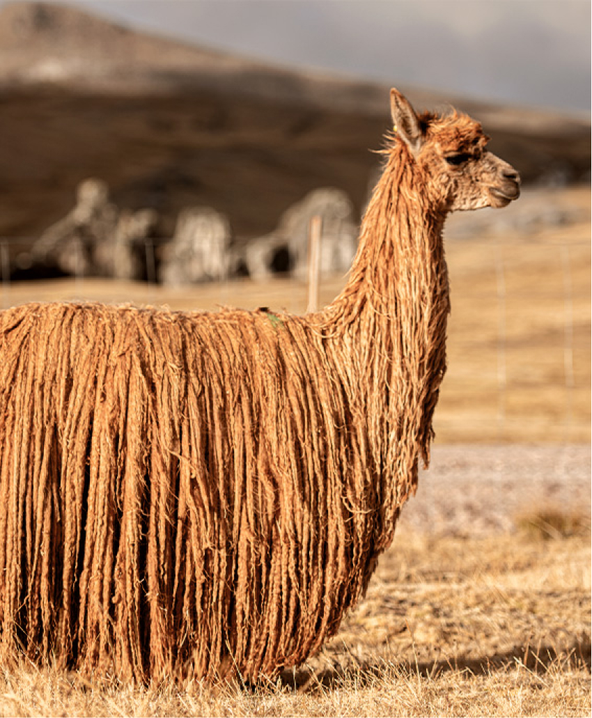 Suri Alpaca del Perú