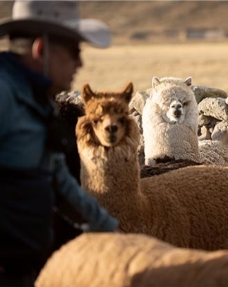 Alpaca del Perú