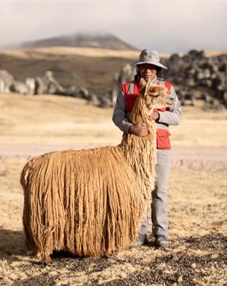 Alpaca del Perú