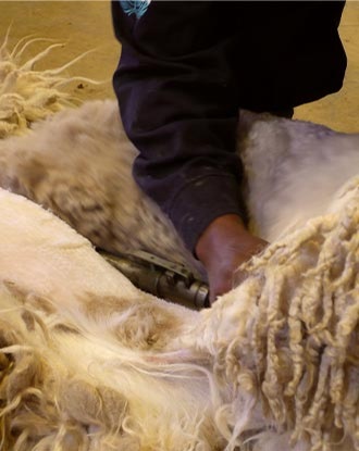 Alpaca del Perú