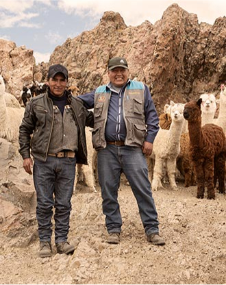 Alpaca del Perú